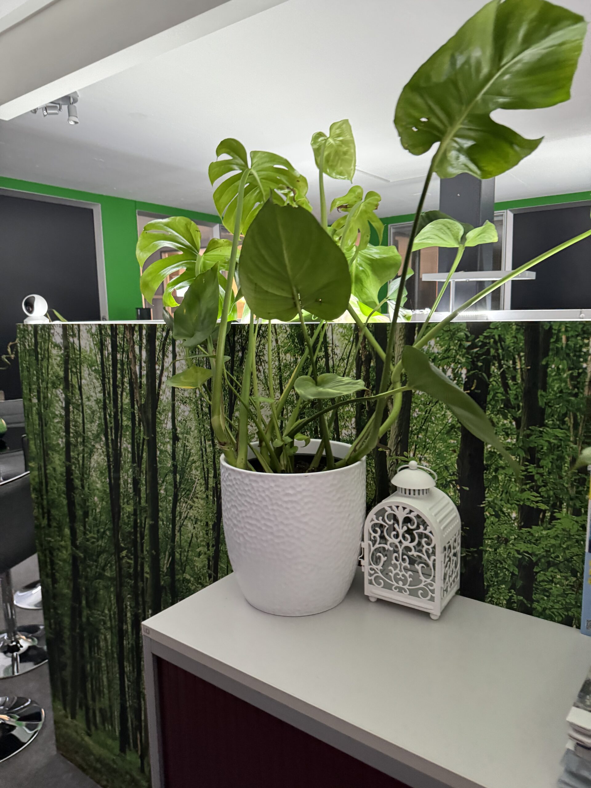 Plante monstera décompression